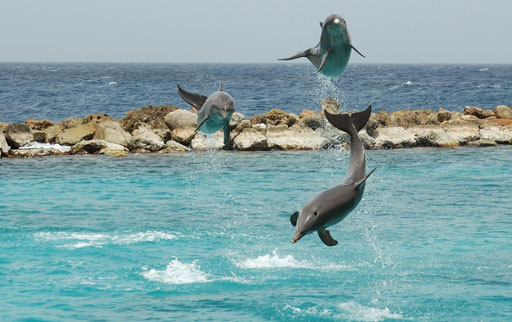 Dolphin Academy